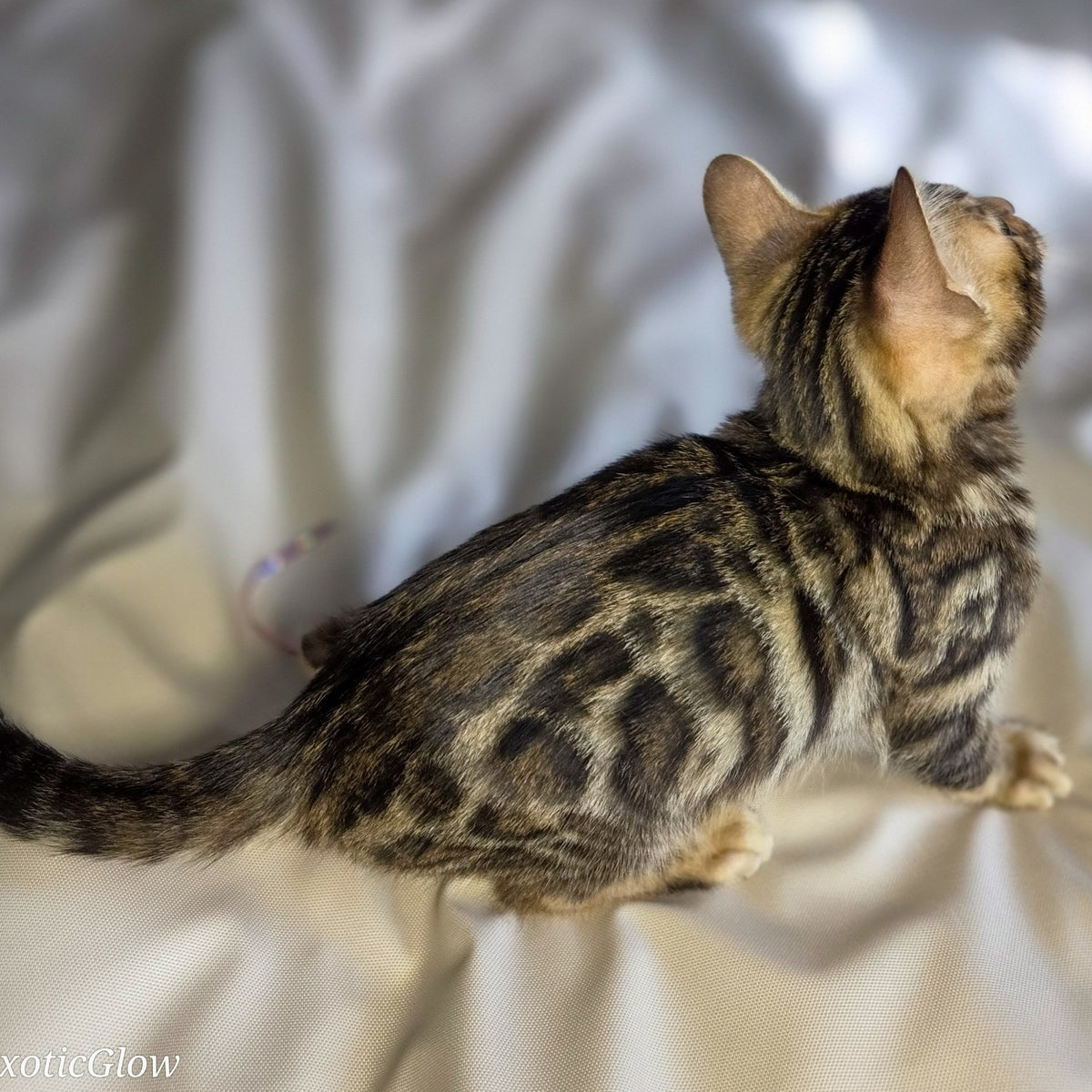 Maui Bengal male, black spotted tabby