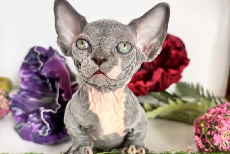 Barni Bambino male, blue bicolour