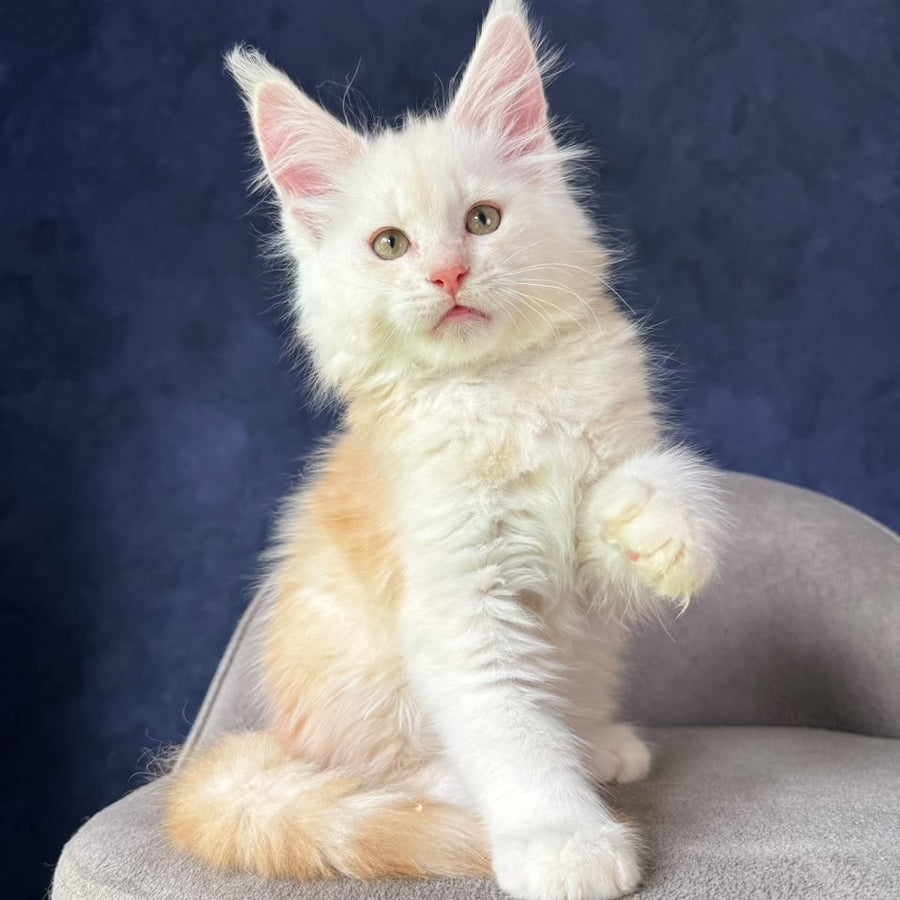 Sakson Maine Coon male, red silver ticked tabby