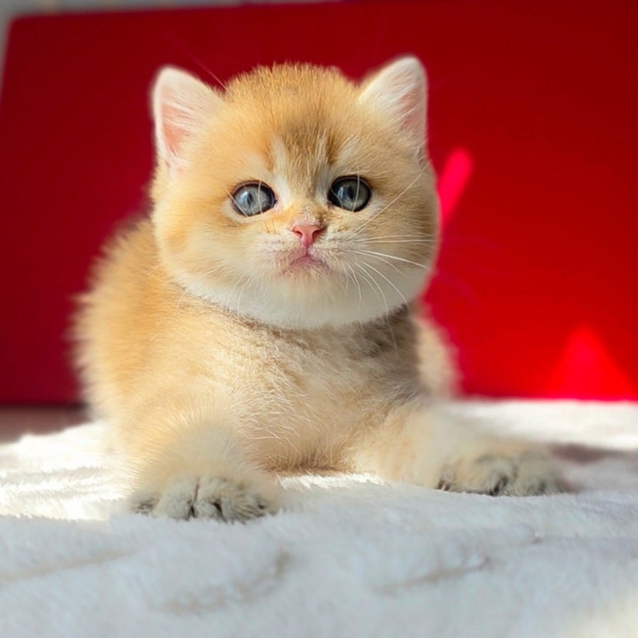 Thomas British Shorthair male, black golden shaded
