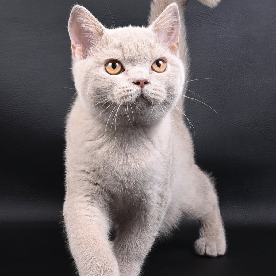 Nectar British Shorthair male, fawn