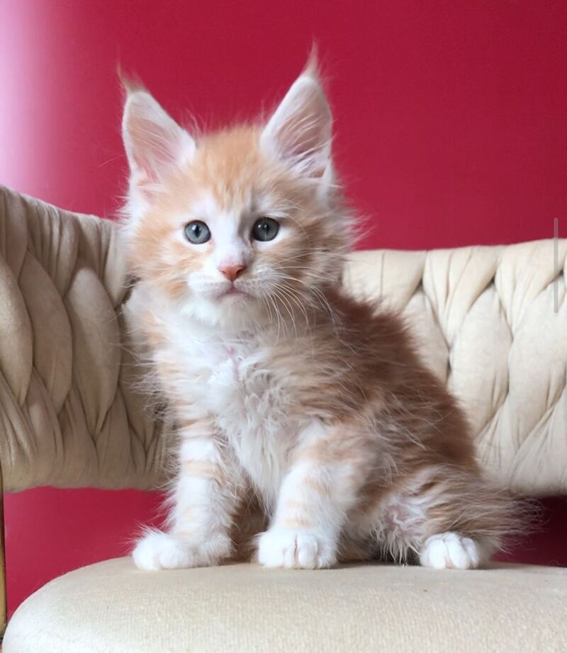 Yogurt Maine Coon male red silver tabby bicolour - live animals