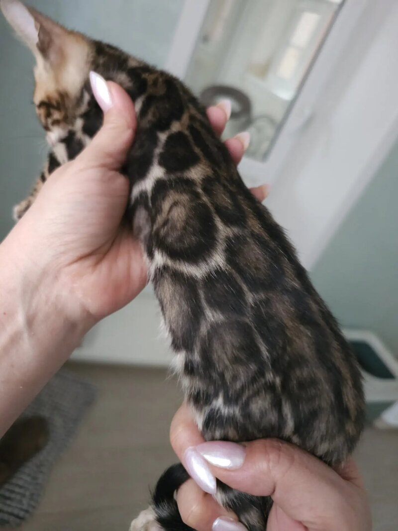 Tomagochi Bengal male black spotted tabby - live animals