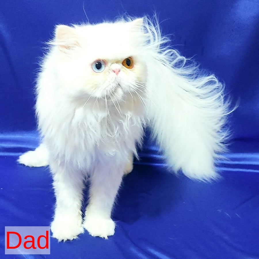 Sensey Persian male, blue