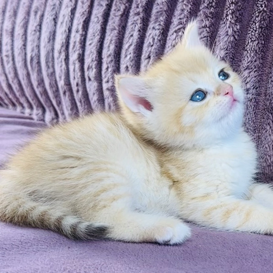 Jaya British Shorthair female, chocolate golden spotted tabby