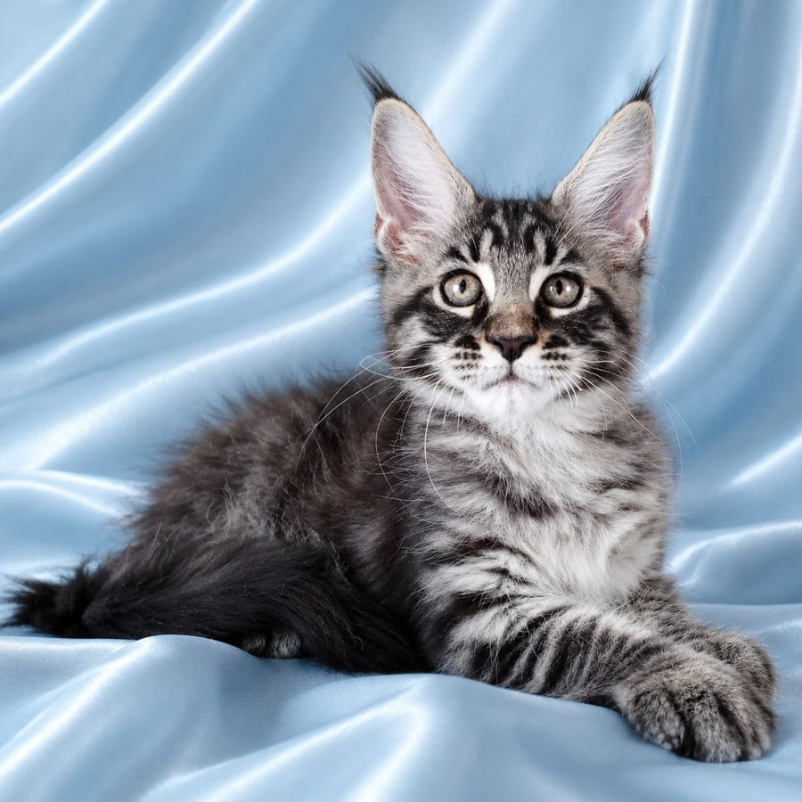 Vulf Maine Coon male, black tabby