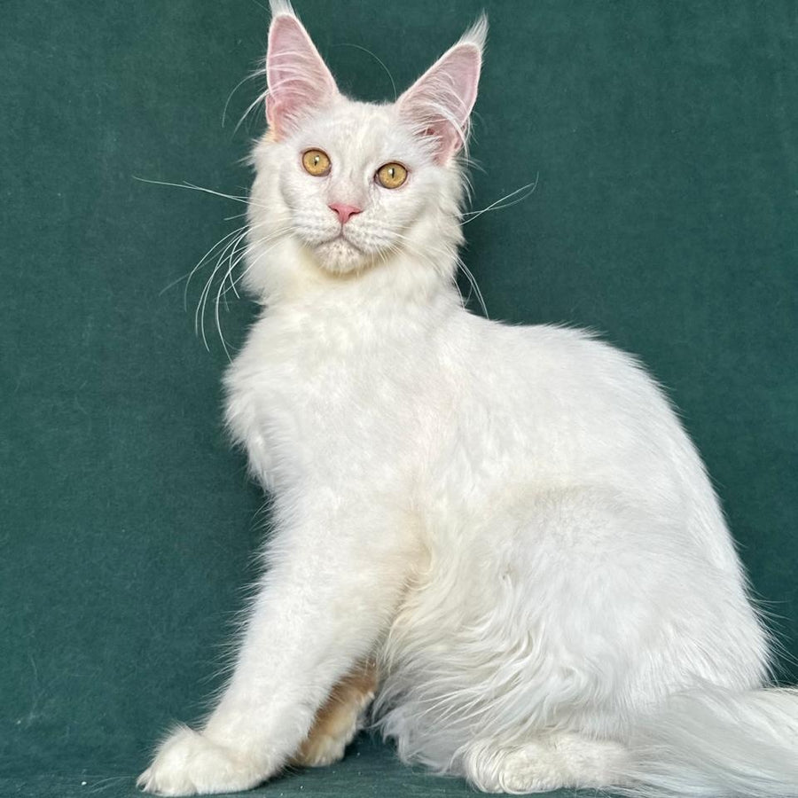 Dorothy Maine Coon female, red silver chinchilla