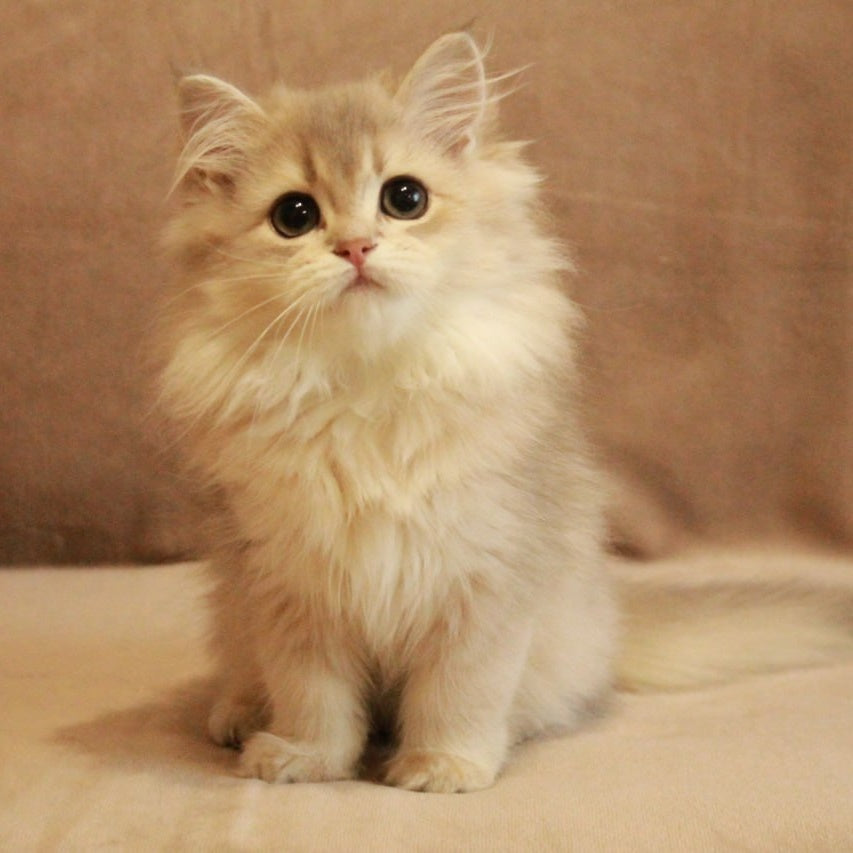 Olivia British Longhair female, blue golden shaded