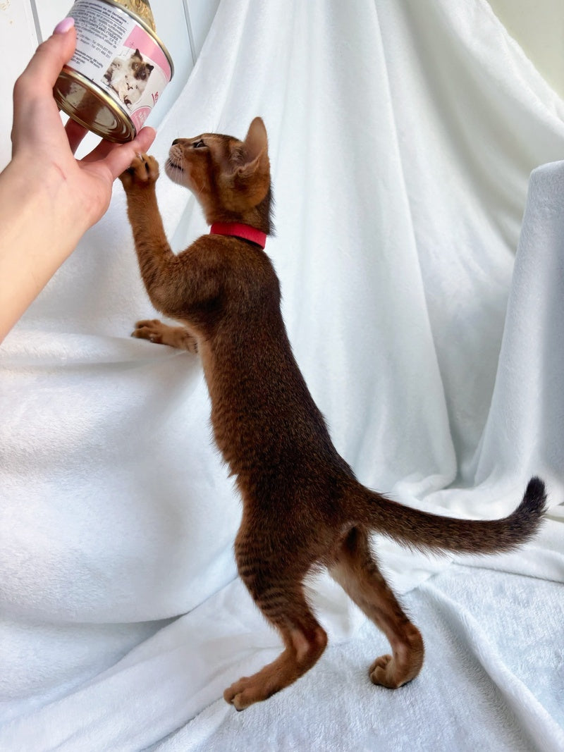 Sara Abyssinian female, ruddy