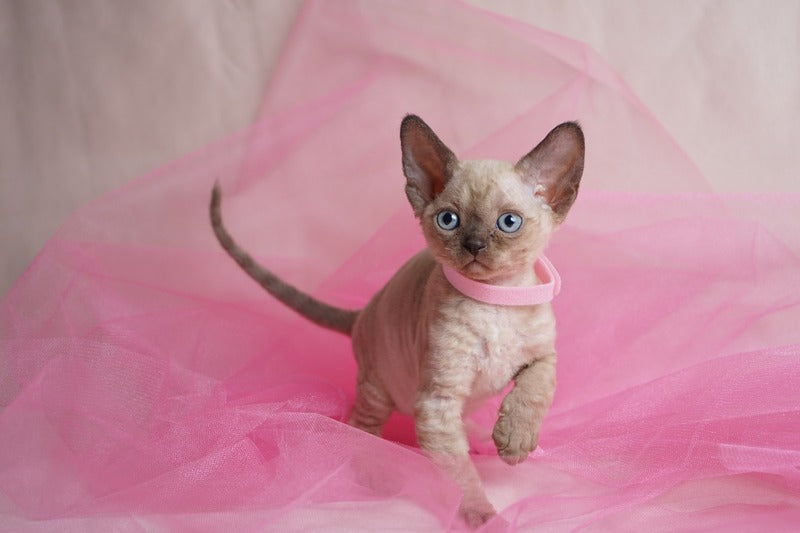 Nona Devon Rex female chocolate pointed - live animals