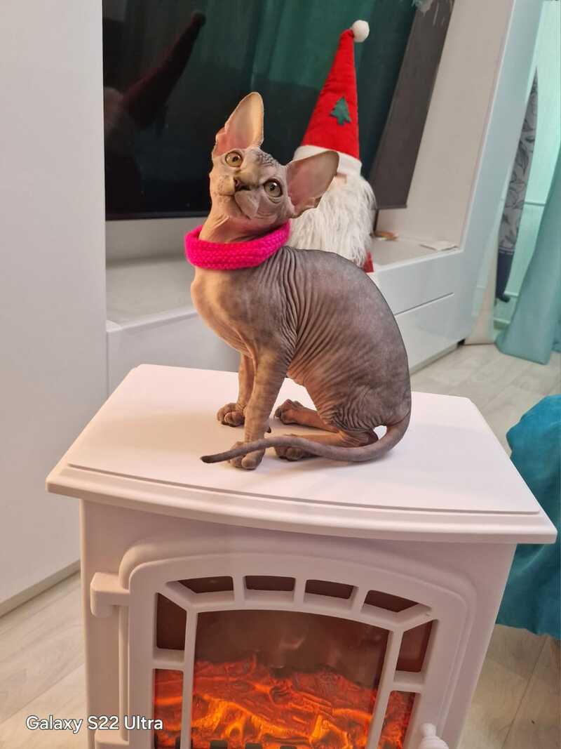 Dakota Canadian Sphynx female black tabby - live animals