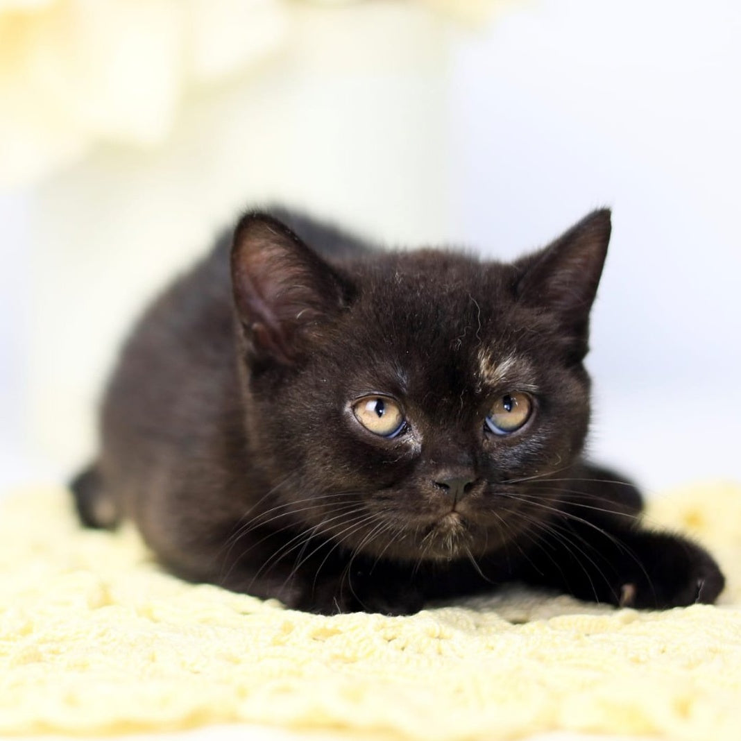 Yarina British Shorthair female, black tortie