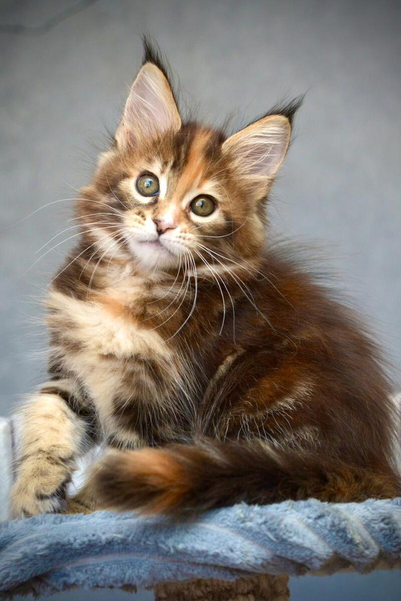 Vatrushka Maine Coon female black tortie with white tabby live animals