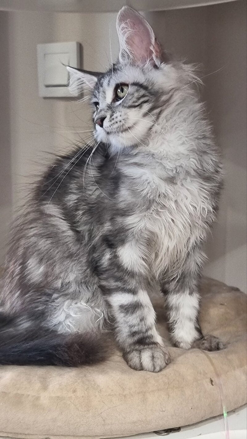 Clinta Maine Coon female black silver tabby - live animals