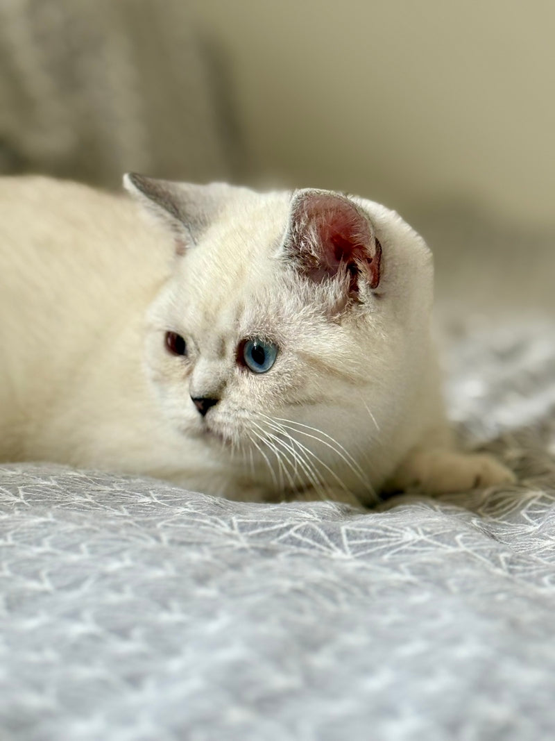 Naytiri Munchkin female black silver tabby pointed - live animals