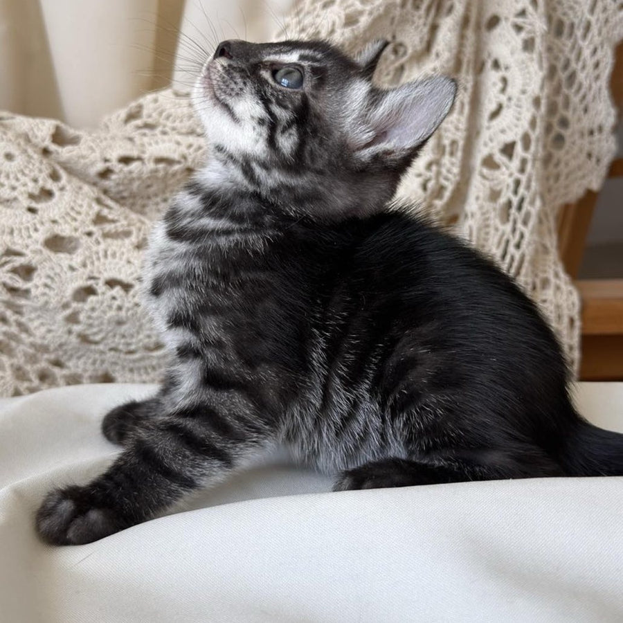 Chopard Bengal male, black silver spotted tabby