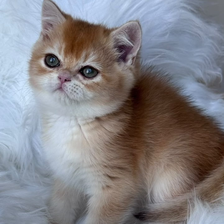 Zein British Shorthair male, chocolate golden chinchilla