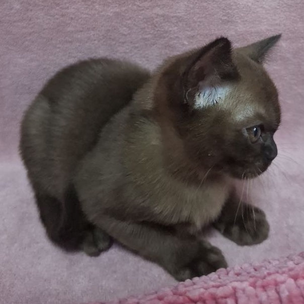 Hanna Burmese female, black