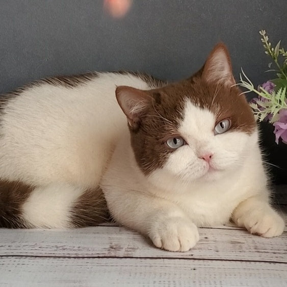 Xariton British Shorthair male, cinnamon bicolour