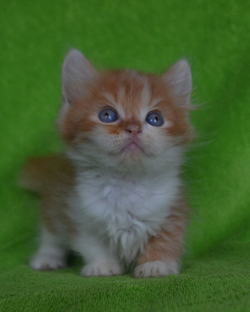 Narciss Munchkin male red bicolour tabby - live animals