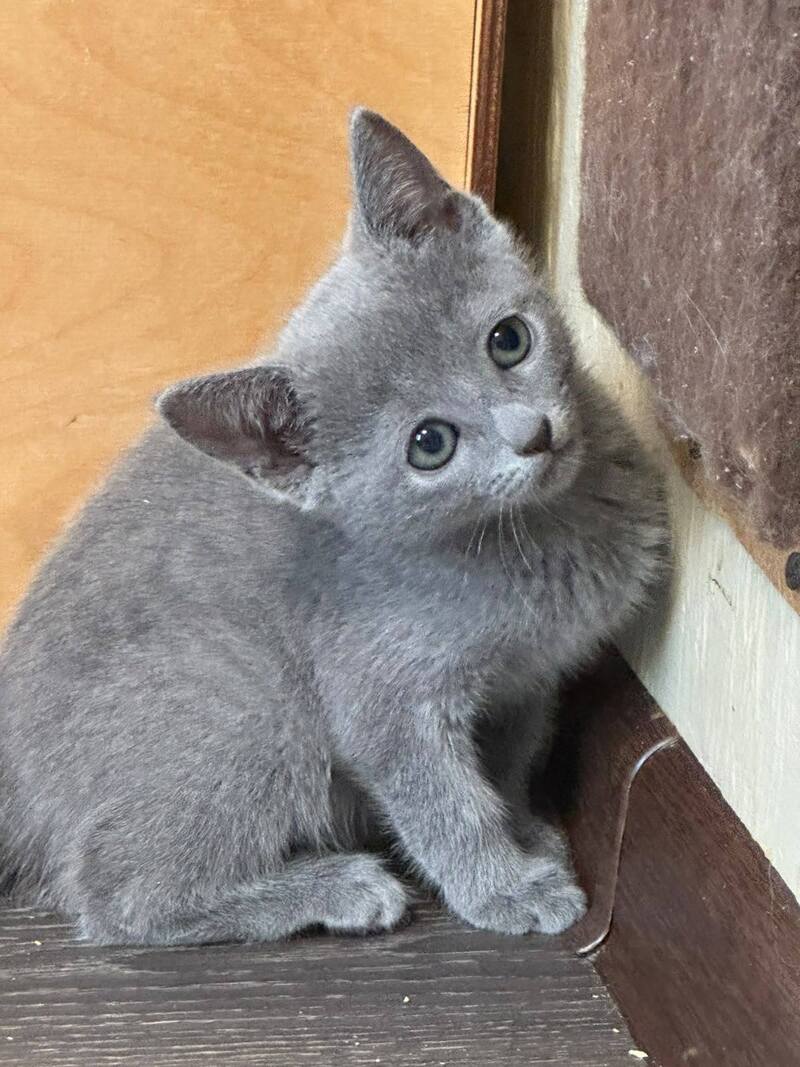 Jake Russian Blue male blue - live animals