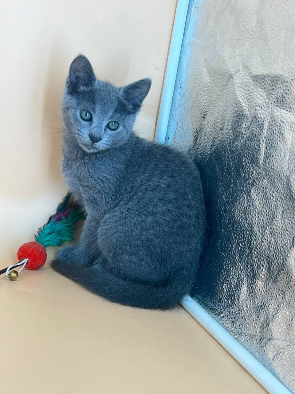Kajra Russian Blue female, blue