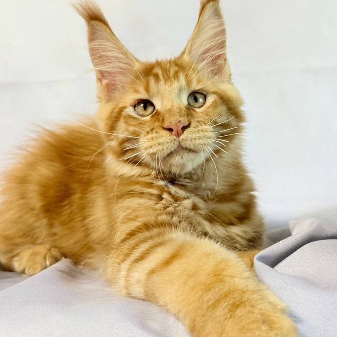 Hermes Maine Coon male, red