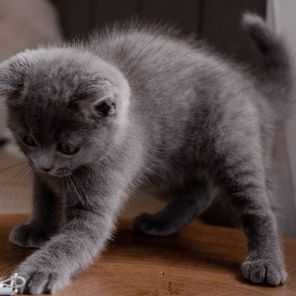 Alan British Shorthair male, blue