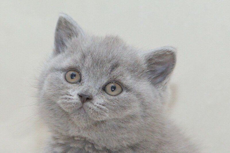 Orion British Shorthair male, blue