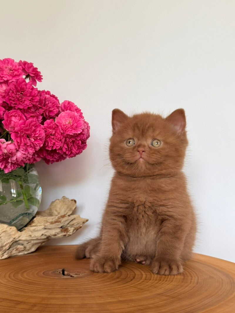Finn British Shorthair male, cinnamon