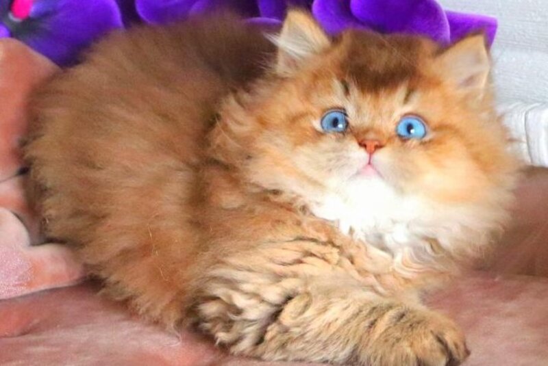 Billi British Longhair male chocolate golden ticked tabby - live animals