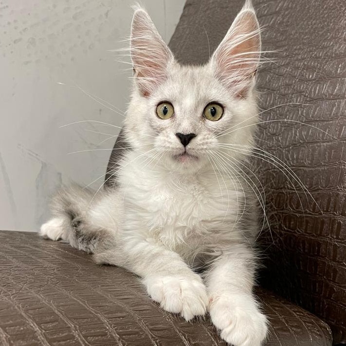 Kira Maine Coon female, black silver bicolour ticked tabby