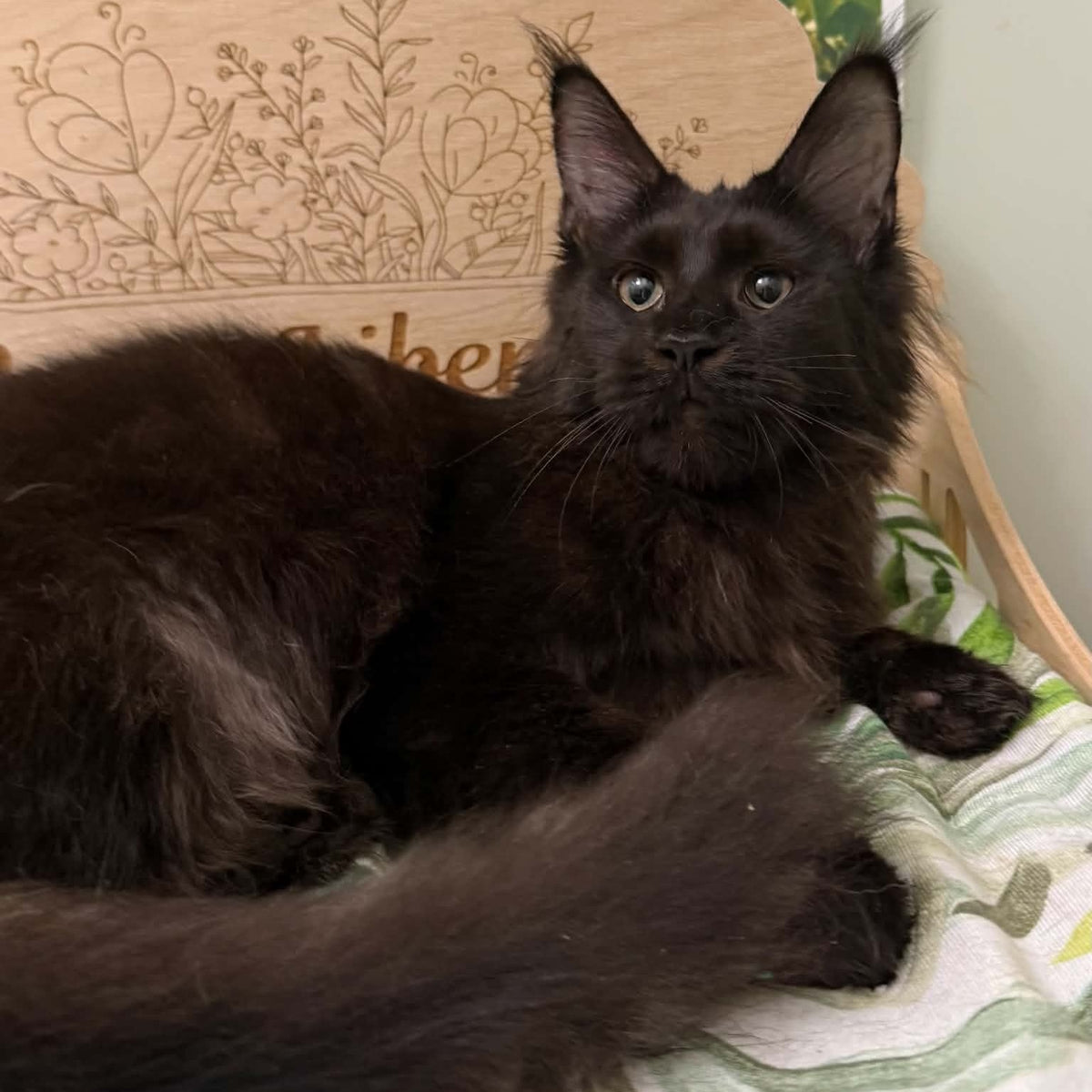 Xandra Maine Coon female, black