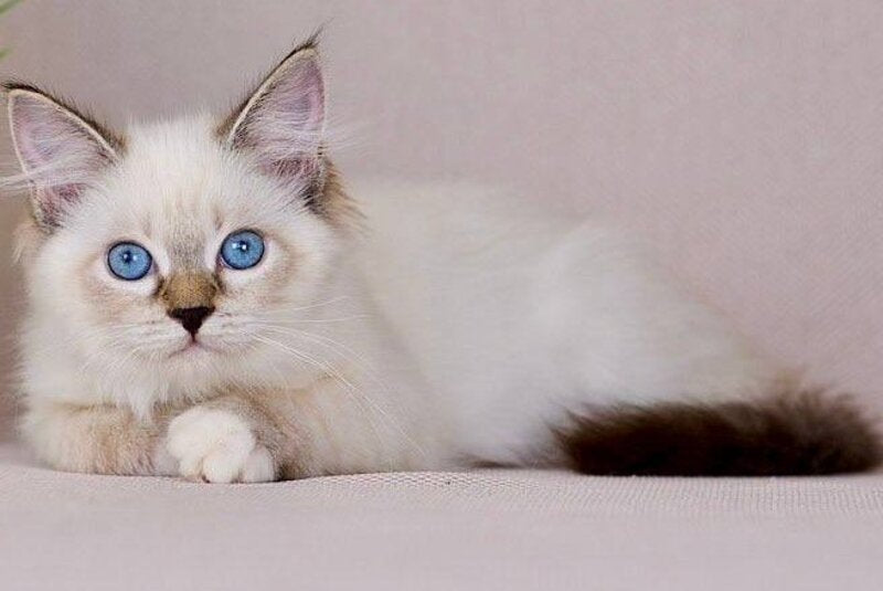 Galaxy Siberian female blue with white tabby pointed - live animals