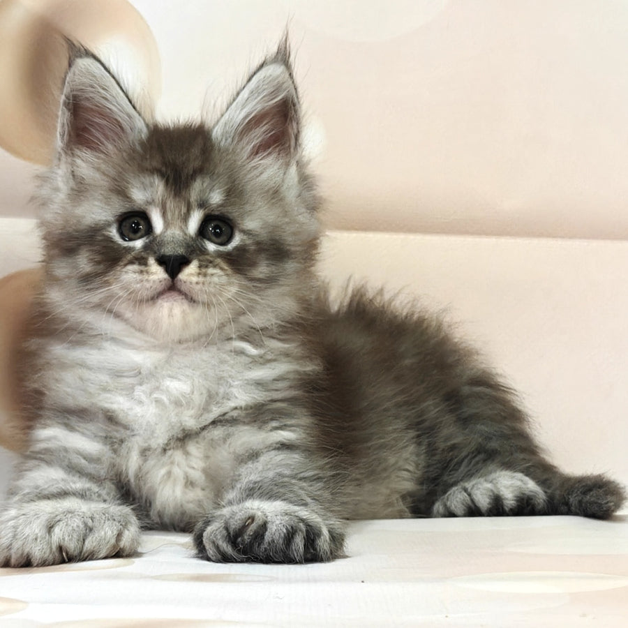 Favourite Maine Coon polydactyl 6x6x6x6 male, black silver