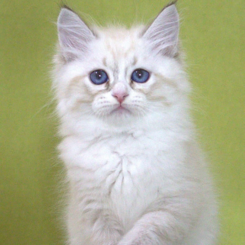Ioann Siberian male, black with white tabby pointed