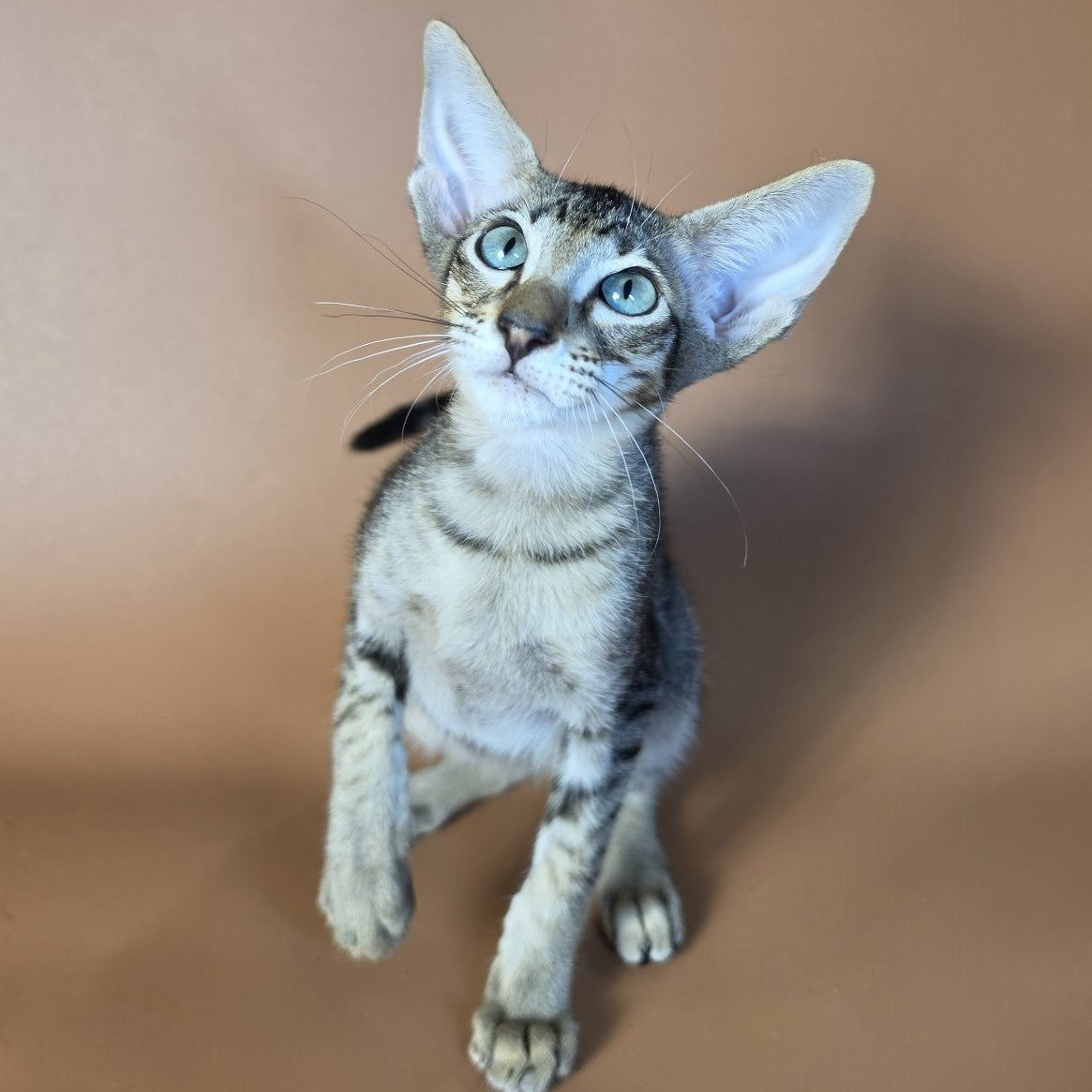 Gabriel Oriental Shorthair male, black spotted tabby