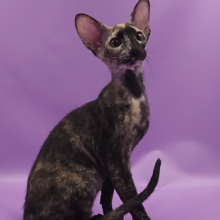 Queen of Spades Oriental Shorthair female, black tortie