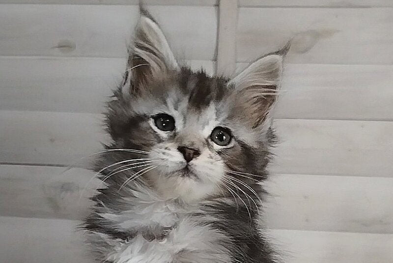 Juliet Maine Coon female black silver tabby - live animals