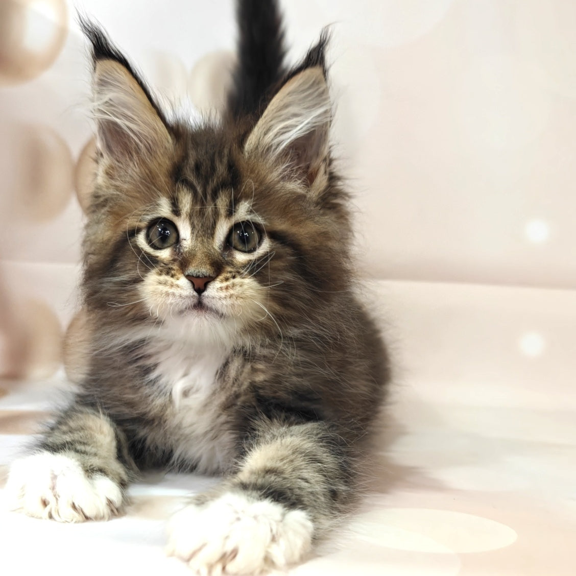 Business Maine Coon female, black tabby with white