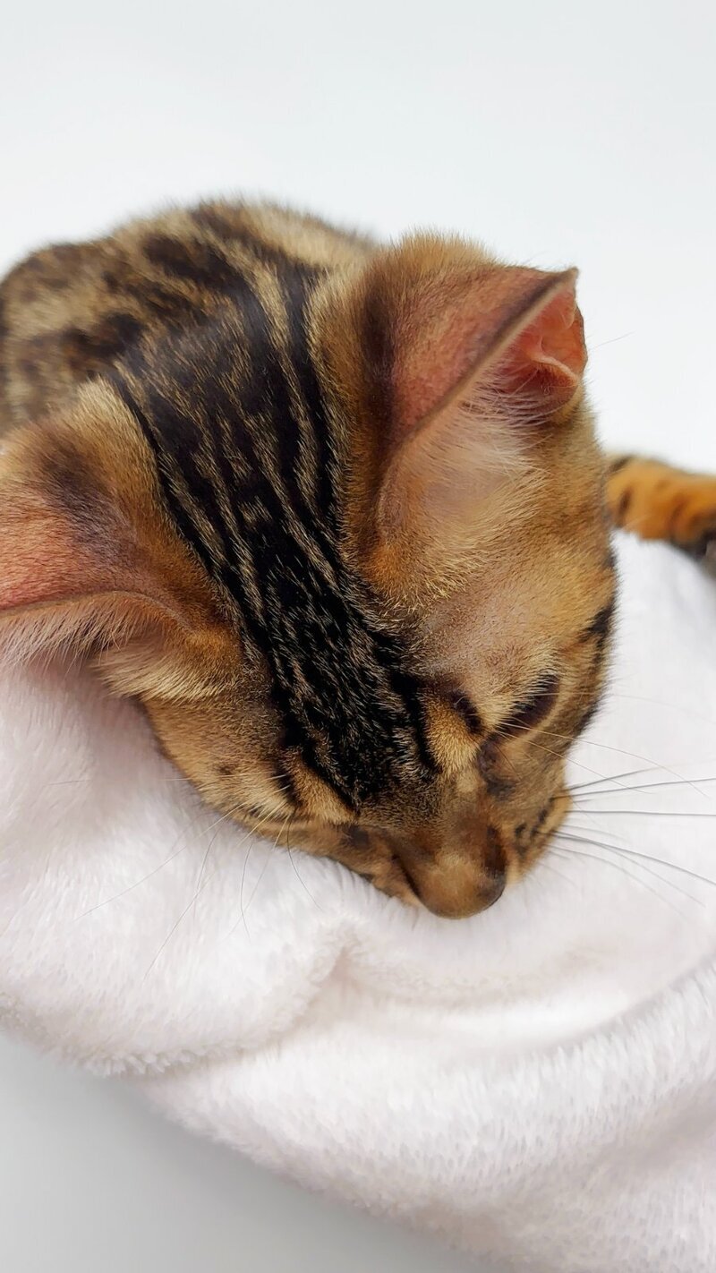 Lola Bengal female black spotted tabby - live animals
