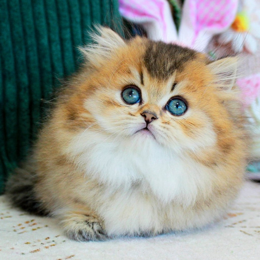 Kasper Munchkin male, chocolate golden ticked tabby