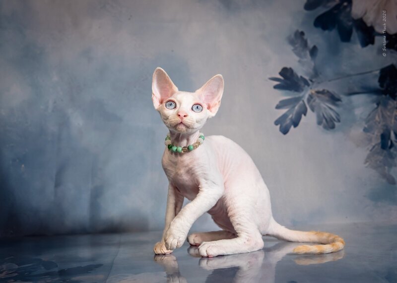 Ice Berry Devon Rex male red pointed - live animals