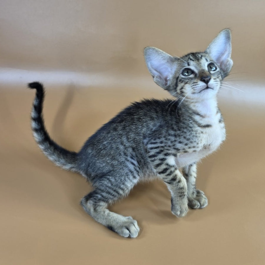 Yvette Oriental Shorthair female, black spotted tabby