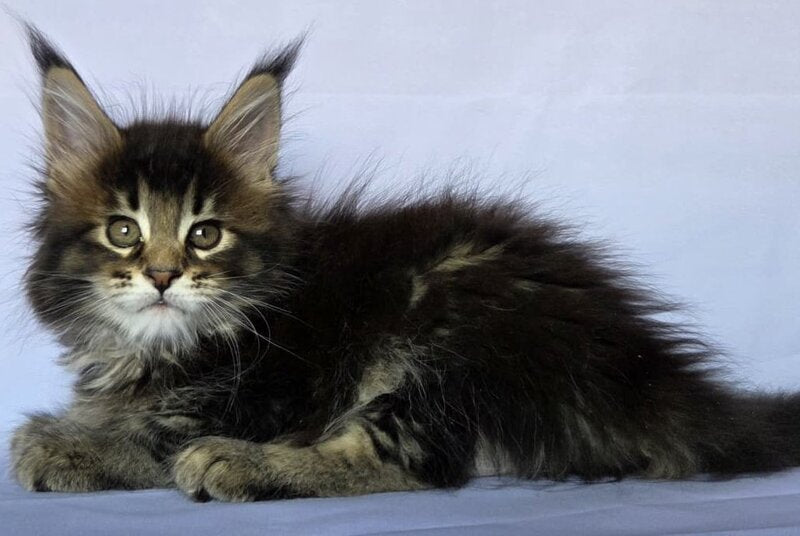 Quokka Maine Coon female, black ticked tabby