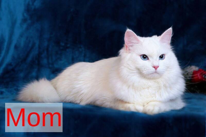 Halva Siberian female black tabby pointed - live animals