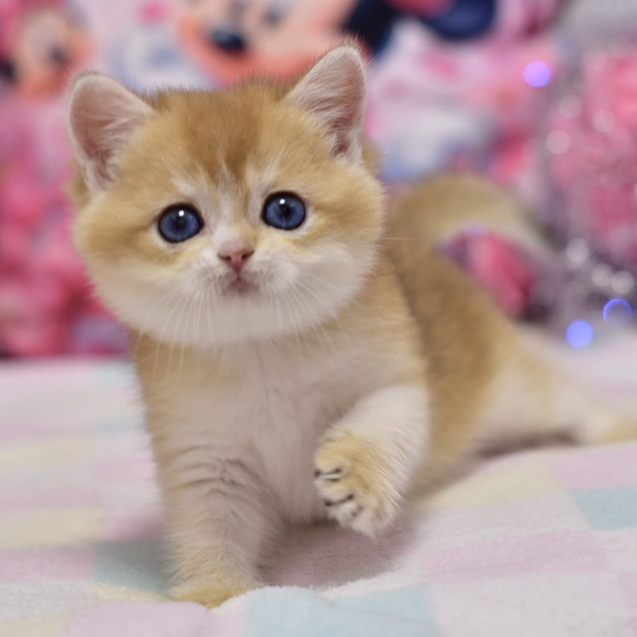 Eclair British Shorthair male, black golden shaded