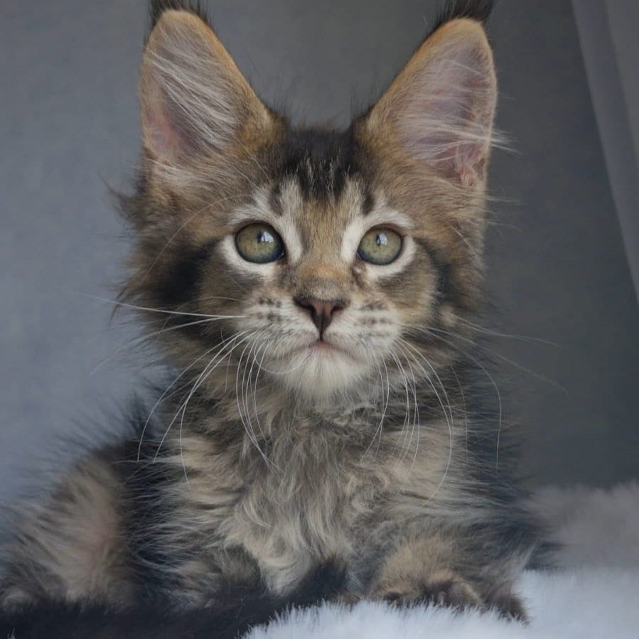 Pilar Maine Coon female, black ticked tabby
