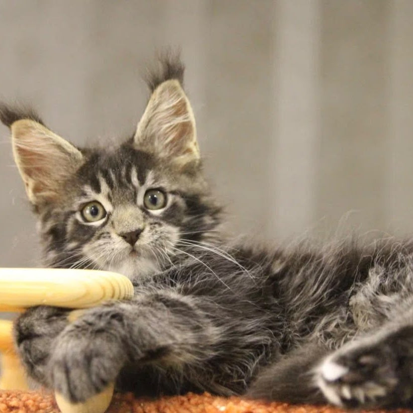 Ricky Maine Coon male, black tabby with white