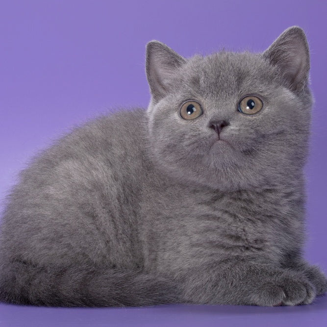 Pixie British Shorthair female, blue